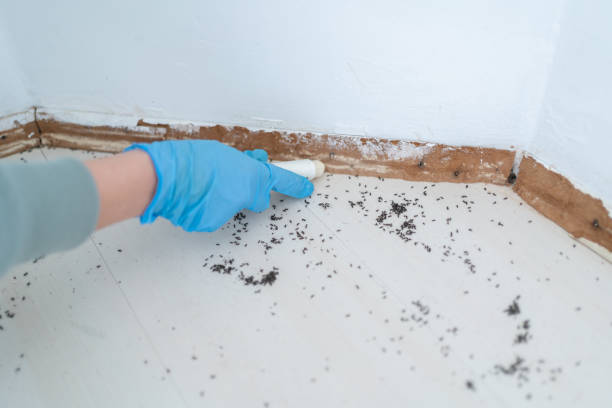 Best Termite Control Services  in New Hope, MN